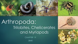 3840Chapter 19 Arthropoda trilobites chelicerates and myriapods [upl. by Monah832]