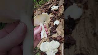 The veiled Oyster mushroom Pleurotus dryinus edible [upl. by Merat503]