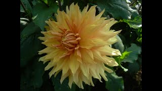 Growing dahlias month by month episode 14 October [upl. by Atiekram]