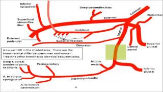 Gross anatomy  Drawing the Branches of the Iliac Arteries [upl. by Rushing]