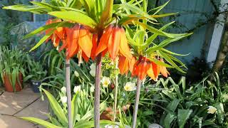 Fritillaria imperialis Rubra [upl. by Coulson514]