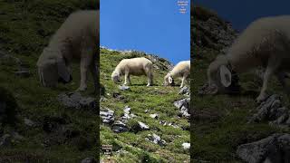 Sheep in the Alps  Tiroler Bergschafe in den Alpen auf der Alm sheepfarming mountains farming [upl. by Acinat646]