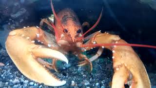 European Lobster Homarus gammarus [upl. by Lieno]