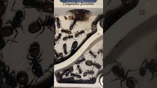 Camponotus Lasiselene 0711 [upl. by Otiragram]