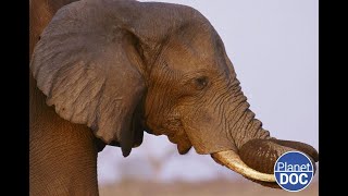 ¿Qué es la Loxodonta africana Por esto es único en el Planeta Tierra DOCUMENTAL COMPLETO [upl. by Arrio68]