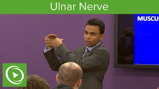 Muscles of the Ulnar Nerve – MRCS  Lecturio [upl. by Peterman]