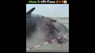 why are sharks so dangerous😨 shorts trending allfacts shark whale facts [upl. by Adnohs]