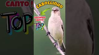 FENOMENAL  ESSSE CABOCLINHO CANTANDO  caboclinho birds passaros [upl. by Ejroj511]