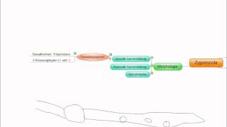 03 Crashkurs Mikrobiologie Zygomycota [upl. by Ativet761]