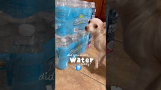 Stay hydrated 💧water drinkwater stayhydrated aqua tomaagua sirremingtonmartin dog pets [upl. by Xenos]