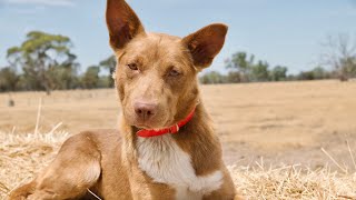 Lot 44 JERILDERIE working dog auction [upl. by Ahsika963]