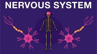 Nervous System  Get to know our nervous system a bit closer how does it works  Neurology [upl. by Ciapha946]