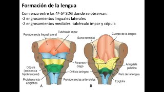 Embriología Sistema faríngeo arcos bolsas y hendiduras [upl. by Ynar400]