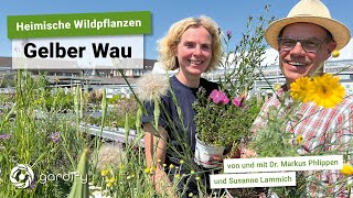 Heimische Wildpflanzen Gelber Wau Reseda lutea Insekten Naturgarten Bienen  gardify Tipps [upl. by Roxy703]