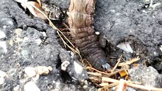 Yellow underwing caterpillar clearing out a hiding spot [upl. by Damalus777]