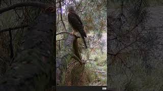 Sperberweibchen wald tiere wildlife greifvögel [upl. by Eignat]