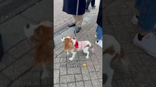 Cagnolina Equipaggiata Contro il Freddo 😍❤️ dogs doglover [upl. by Drallim]