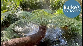 Sideways Tree Fern How to use a soft tree fern horizontally Dicksonia antarctica Landscape idea [upl. by Yert]