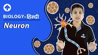 Neuron  न्यूरॉन  Biology  Hindi [upl. by Annahc63]