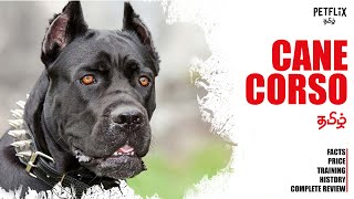 CANE CORSO  தமிழ்  Italian Mastiff  PETFLIX Tamil [upl. by Anestassia]