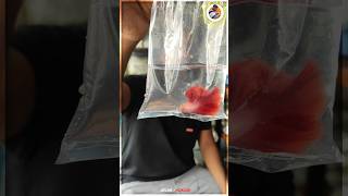 Betta Fish secret Water condition ⁉️ [upl. by Sukram]