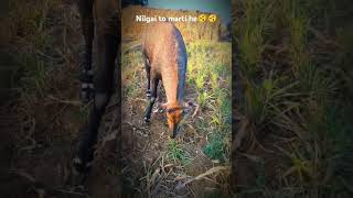 mini vlog 5100day🫎shortsviral youtubeshorts nilgai viralvideo newsong hindisong gircow 10k [upl. by Sherborn]