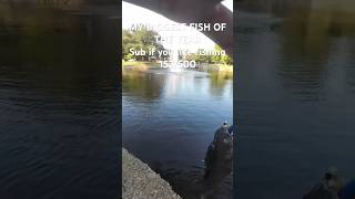 MY BIGGEST FISH OF THE YEAR fishing viralvideo fyp [upl. by Cherise]