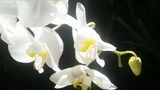 Phalaenopsis amabilis species orchid [upl. by Absalom988]