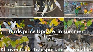 Exotic birds price Update in Summer  Gouldian finch  Zebra finch  Bengali Finch [upl. by Ecniv]