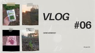 How to plant Coriander Vegetable Farming Vlog TheHerbHarmony [upl. by Gefell715]