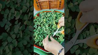 Winter organic Vegetables harvesting methipalakgardeningkitchengarden viralshortvideo [upl. by Audrye]