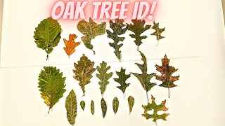 Oak Tree Identification Guide 20 Species [upl. by Swamy]