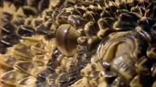 What Makes a Puff Adder a Lethal Hunter  Serpent  BBC Studios [upl. by Antin]