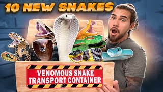 10 NEW VENOMOUS SNAKES [upl. by Tabber]