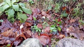 Viburnum tinus to Christmas rose [upl. by Faline]