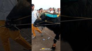 जगीरा बोलते बेटा शेर में jagira hele ki takkar trending viral shortvideo animallover dangal [upl. by Nadbus]