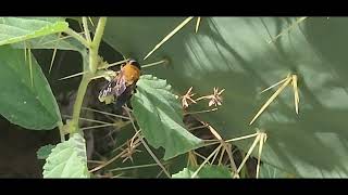 Rare native beeMesoxaea texananectaring on Waltheria indica on the South Texas Sand Sheet [upl. by Notterb]