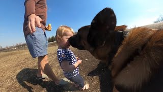 Belgian Malinois Approached By Toddler At Dog Park [upl. by Awram]