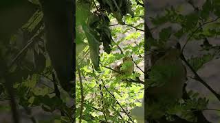 Long tailed shrike bird baby P 1 shortsvideo ytshortsvideo [upl. by Ludovika555]