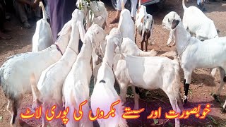 Low price only 27 hazar main Rajan Puri bakra 😳Today Bakra Mandi New Update 2024Domail mandi today [upl. by Ytsanyd]