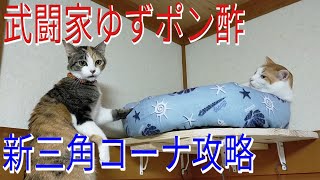 DIYキャットウォーク三角コーナーを攻略できるか 保護猫 猫 癒やし 猫のいる暮らし ＃ドラクエ風 [upl. by Julian562]