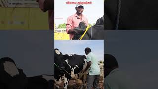 லட்சங்களில் வருமானம் vivasayaarvalargal cow erode shortvideo shorts [upl. by Woodson]