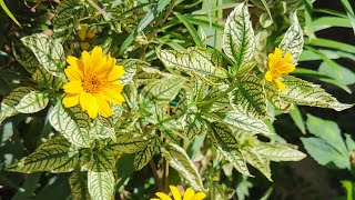 Heliopsis helianthoides Sunburst one of the most beautiful variegated foliage hardy garden plants [upl. by Marji]