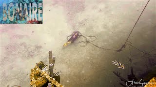 Living amp Diving in Bonaire  Episode 5 2024 [upl. by Ahsikit411]