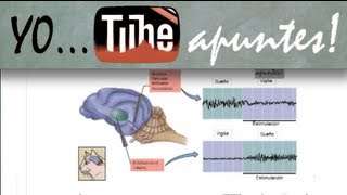 Fisiología del sistema nervioso Sueño EEG [upl. by Drahcir]