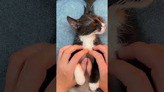 Happy Kitty in My Lap 😻💤 Peaceful Purring ASMR cutekitten kittensounds straycatlove [upl. by Powel495]