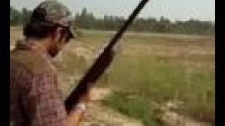 Pheasant Hunting In Pakistan [upl. by Idnal]