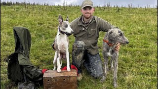 Mooching and Ferreting with the Lurchers September [upl. by Chastain]