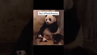 Cant stop laughing 😂 panda sneezing panda laugh [upl. by Aleron96]