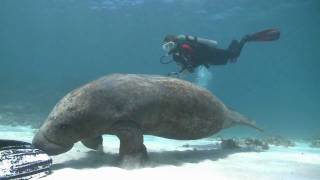 Afternoon With The Manatees At North Caye Caulker Belize Central America [upl. by Llenrup378]